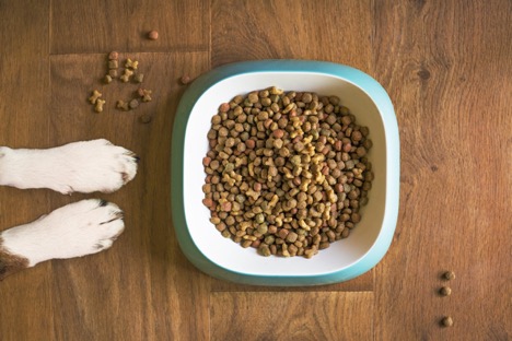 Supercharge Your Dog's Wellbeing: Top 6 Healthiest Dog Foods Revealed