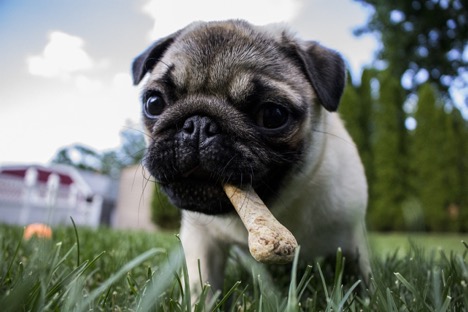 Supercharge Your Dog's Wellbeing: Top 6 Healthiest Dog Foods Revealed
