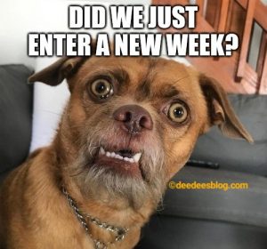 Surprised dog
